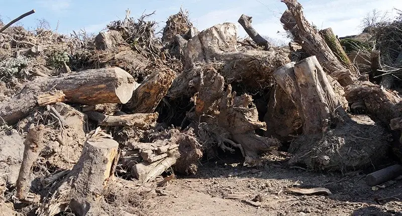 wood waste shredder processing root stock and green waste