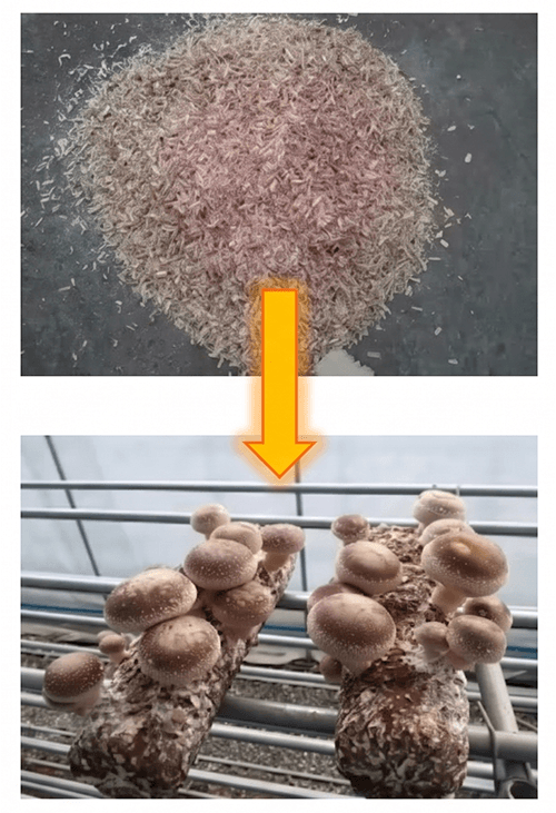 High-quality wood sawdust used as nutrient-rich substrate for edible mushroom and fungus farming.